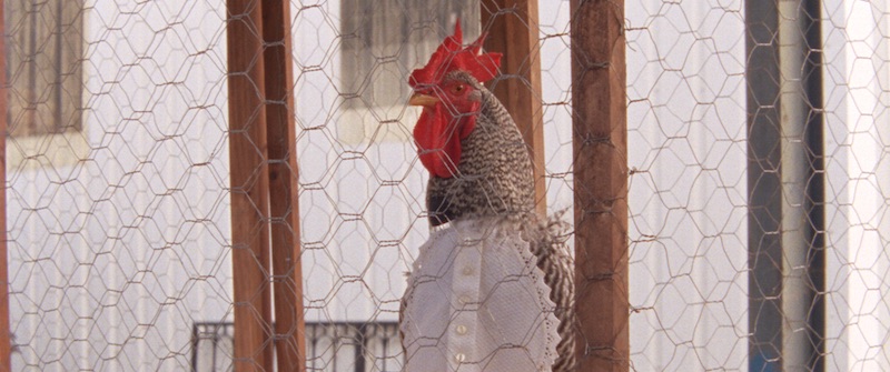 Fot: Materiały prasowe / SNH 1001noc 04