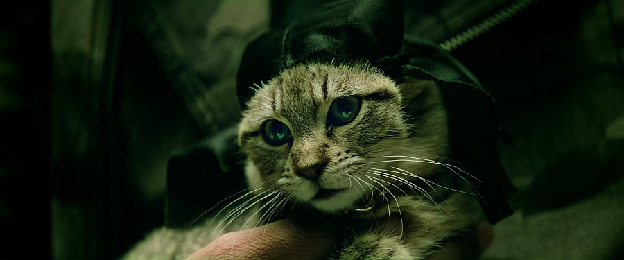 fot. materiały prasowe keanu, key, peele, koty