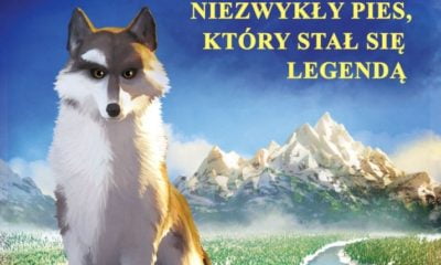 Zdjęcie okładkowe wpisu: Biały Kieł wraca na duże ekrany. Zobacz zwiastun animacji!