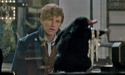 Zdjęcie okładkowe wpisu: Fantastyczne zwierzęta 2 – zdjęcie młodego niuchacza. Będzie nawiązanie do Harry’ego Pottera i Przeklętego Dziecka