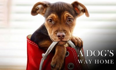 Zdjęcie okładkowe wpisu: A Dog’s Way Home – międzynarodowy zwiastun poruszającego widowiska!