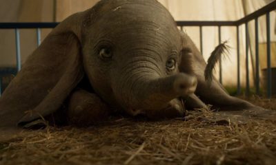 Zdjęcie okładkowe wpisu: Dumbo – kolejny teaser nowego filmu Disneya
