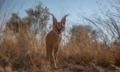 Zdjęcie okładkowe wpisu: Na pierwszy rzut oka: Wrogi świat – dokumentalny serial National Geographic