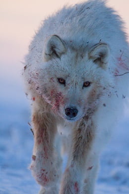Na pierwszy rzut oka: Wrogi świat – dokumentalny serial National Geographic