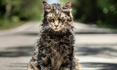 Zdjęcie okładkowe wpisu: Smętarz dla zwierzaków – gdzie diabeł nie może, tam kota pośle