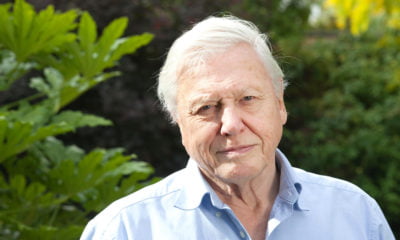 Zdjęcie okładkowe wpisu: Extinction: The Facts – David Attenborough powraca z nowym dokumentem