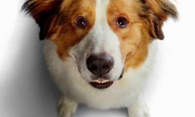 Zdjęcie okładkowe wpisu: Wyniki: Wygraj zestaw zabawek dla swojego pupila z okazji premiery Był sobie Pies 2!