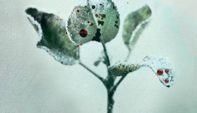 Zdjęcie okładkowe wpisu: Szadź – TVN stworzy serial na podstawie powieści Igora Brejdyganta