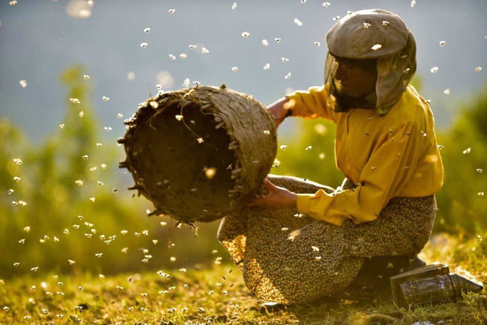 Zdjęcie okładkowe wpisu: Nowości na DAFilms.pl: Kraina miodu i filmy polskich dokumentalistek