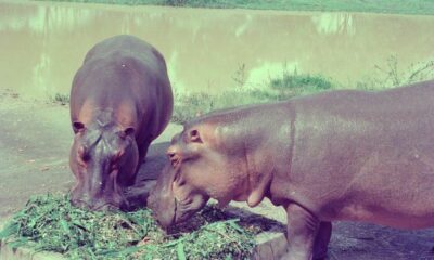 Zdjęcie okładkowe wpisu: Dwutonowe dziedzictwo Escobara – dokument „Hipopotamy Escobara” już w marcu na kanale Polsat Viasat Nature