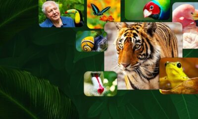 Zdjęcie okładkowe wpisu: David Attenborough: Życie w kolorze- recenzja serialu. Magia kolorów!