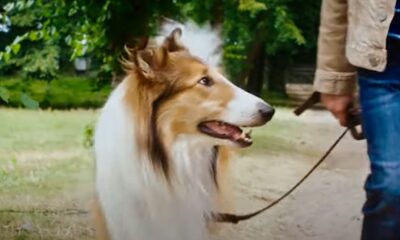 Zdjęcie okładkowe wpisu: Lassie, wróć! – najwierniejszy pies w zwiastunie