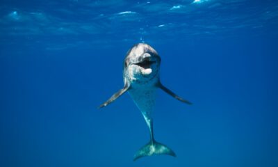 Zdjęcie okładkowe wpisu: Zwierzęta z bliska – zwiastun nowego serialu dokumentalnego Netflixa!