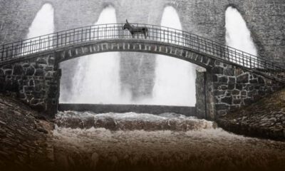 Zdjęcie okładkowe wpisu: IO, wizjonerski film Jerzego Skolimowskiego, z oficjalnym zwiastunem!