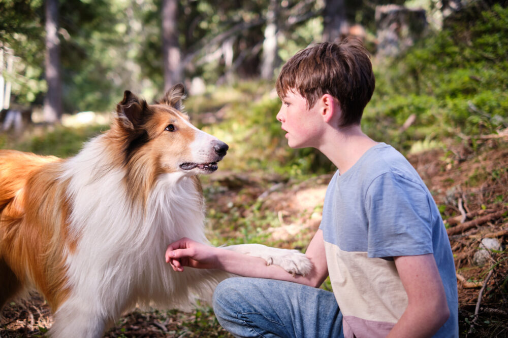Zdjęcie okładkowe wpisu: Zobacz zwiastun filmu Lassie. Nowe przygody. Uwielbiany owczarek Collie powraca na duży ekran!