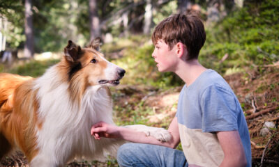 Zdjęcie okładkowe wpisu: Zobacz zwiastun filmu Lassie. Nowe przygody. Uwielbiany owczarek Collie powraca na duży ekran!