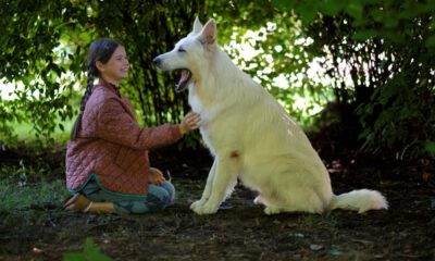 Zdjęcie okładkowe wpisu: Zobacz wspaniały zwiastun wzruszającego filmu – O psie, który jeździł koleją