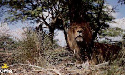 Zdjęcie okładkowe wpisu: Ultimate Hunting ujawniony. Polski symulator polowania zaskoczy pięknem i brutalnym realizmem