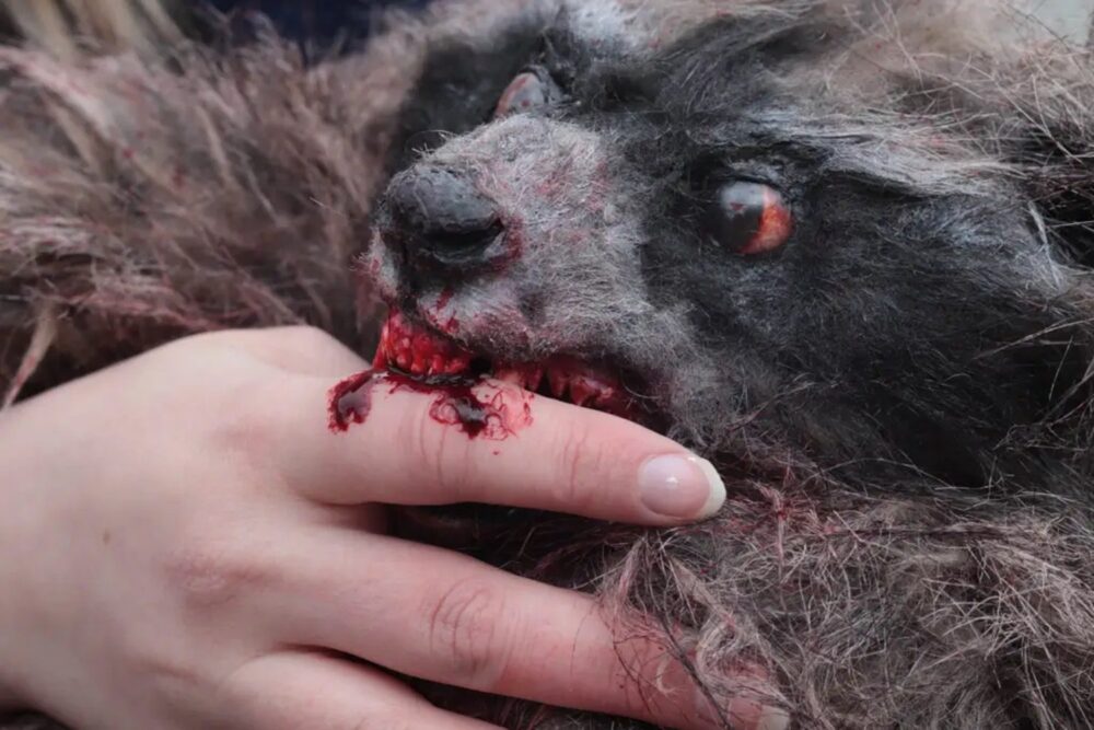 Zdjęcie okładkowe wpisu: Przygotujcie się na krwiożerczego szopa pracza! Zobaczcie pierwszy zwiastun horroru Crackcoon