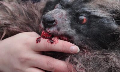 Zdjęcie okładkowe wpisu: Przygotujcie się na krwiożerczego szopa pracza! Zobaczcie pierwszy zwiastun horroru Crackcoon