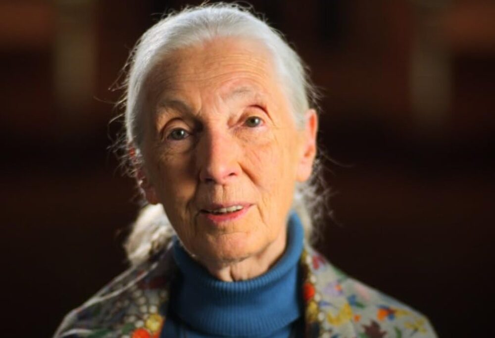 Zdjęcie okładkowe wpisu: Disney stworzy film o Jane Goodall. Popularna badaczka doczeka się kinowej biografii