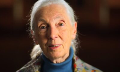 Zdjęcie okładkowe wpisu: Disney stworzy film o Jane Goodall. Popularna badaczka doczeka się kinowej biografii