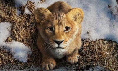 Zdjęcie okładkowe wpisu: Mufasa pobity przez Sonica! Disney zalicza słaby start w box office