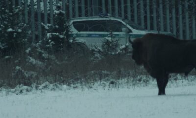 Zdjęcie okładkowe wpisu: ,,Chciałem przybliżyć co może czuć zwierzę, albo człowiek, kiedy ukrywa się w lesie” – wywiad z reżyserem filmu ,,Bloodline”.
