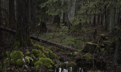 Zdjęcie okładkowe wpisu: MDAG: The Guest – recenzja filmu. Zatrzaśnięty w czterech ścianach