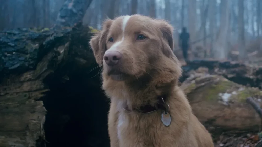 Zdjęcie okładkowe wpisu: Horror o psie niespodzianką box office? Good Boy z szeroką dystrybucją