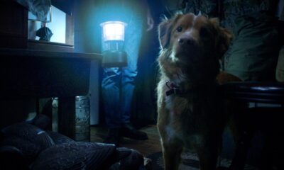 Zdjęcie okładkowe wpisu: Horror Good Boy otrzyma sequel? Reżyser ma pomysły na kontynuację