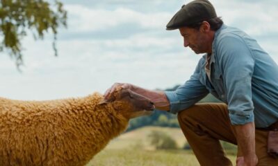Zdjęcie okładkowe wpisu: Hugh Jackman jako pasterz stada owiec. Zobaczcie pierwszy zwiastun filmu The Sheep Detectives